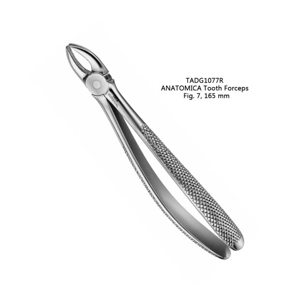 ANATOMICA Tooth Forceps, Fig. 7, 165 mm