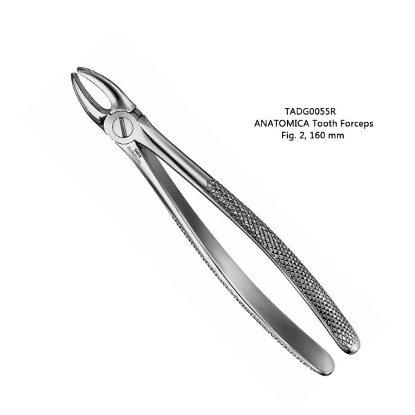 ANATOMICA Tooth Forceps, Fig. 2, 160 mm