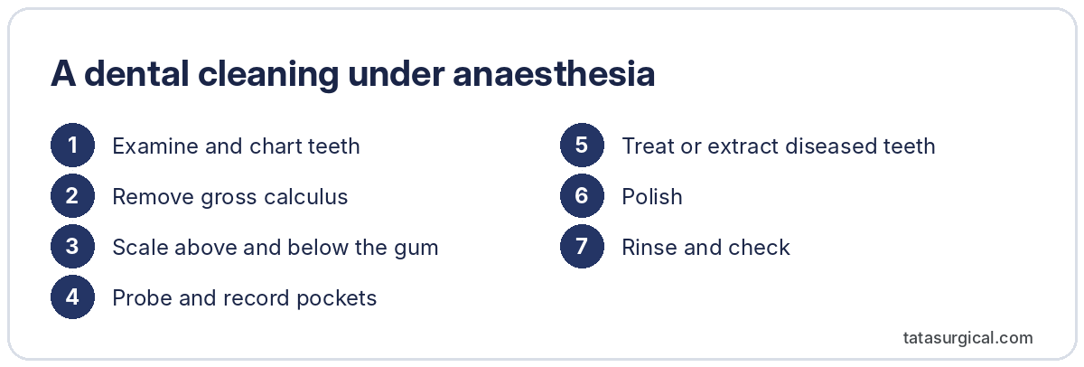 A dental cleaning under anaesthesia - Tata Surgical